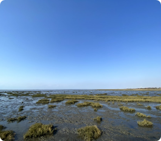 人工濕地，人工濕地建設(shè)